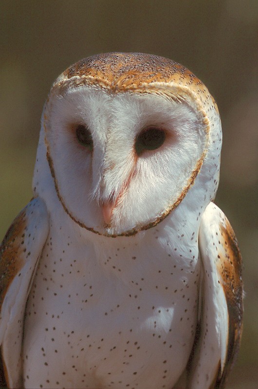 Barn Owl Tyto alba - Picture 2 of 18 in alba