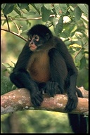 Red spider monkey