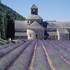 Luberon_lavender